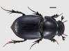 Aphodius depressus