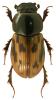 Aphodius distinctus