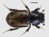 Aphodius distinctus
