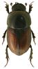 Aphodius erraticus