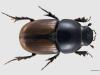 Aphodius erraticus