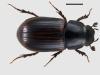 Aphodius fasciatus