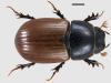 Aphodius fimetarius