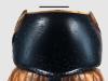Aphodius fimetarius