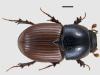 Aphodius foetens