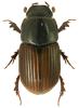 Aphodius foetidus