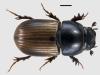 Aphodius foetidus