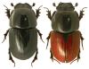 Aphodius fossor