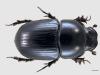 Aphodius fossor