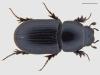Aphodius granarius