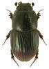 Aphodius haemorrhoidalis