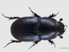 Aphodius haemorrhoidalis
