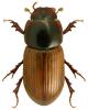 Aphodius ictericus