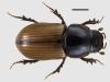 Aphodius ictericus