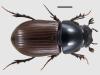 Aphodius lapponum