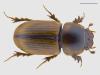 Aphodius lividus