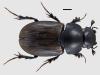 Aphodius luridus