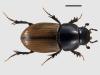 Aphodius merdarius