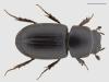 Aphodius niger