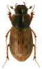 Aphodius obliteratus