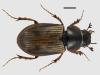 Aphodius obliteratus