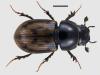 Aphodius paykulli