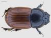 Aphodius pedellus