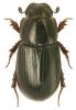 Aphodius plagiatus