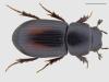 Aphodius plagiatus