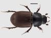 Aphodius porcus