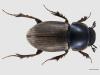 Aphodius prodromus