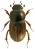 Aphodius punctatosulcatus