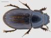 Aphodius punctatosulcatus