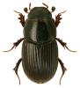 Aphodius pusillus