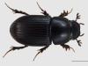 Aphodius pusillus