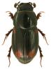 Aphodius quadrimaculatus