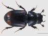 Aphodius quadrimaculatus