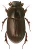 Aphodius rufipes