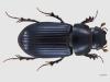 Aphodius rufipes