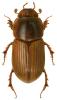 Aphodius rufus