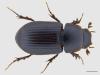 Aphodius rufus