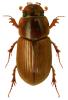 Aphodius sordidus