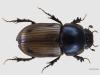 Aphodius sordidus