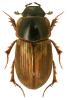 Aphodius sphacelatus