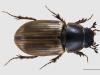 Aphodius sphacelatus