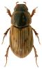 Aphodius sticticus