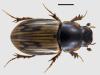 Aphodius sticticus