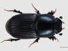Aphodius subterraneus