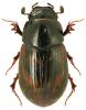 Aphodius paykulli