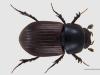 Aphodius zenkeri